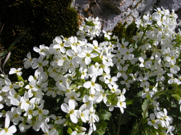 arabis alpina subsp caucasica